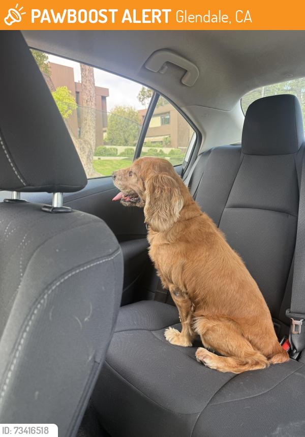 Found/Stray Male Dog last seen Geneva and Monterey in Glendale, Glendale, CA 91206