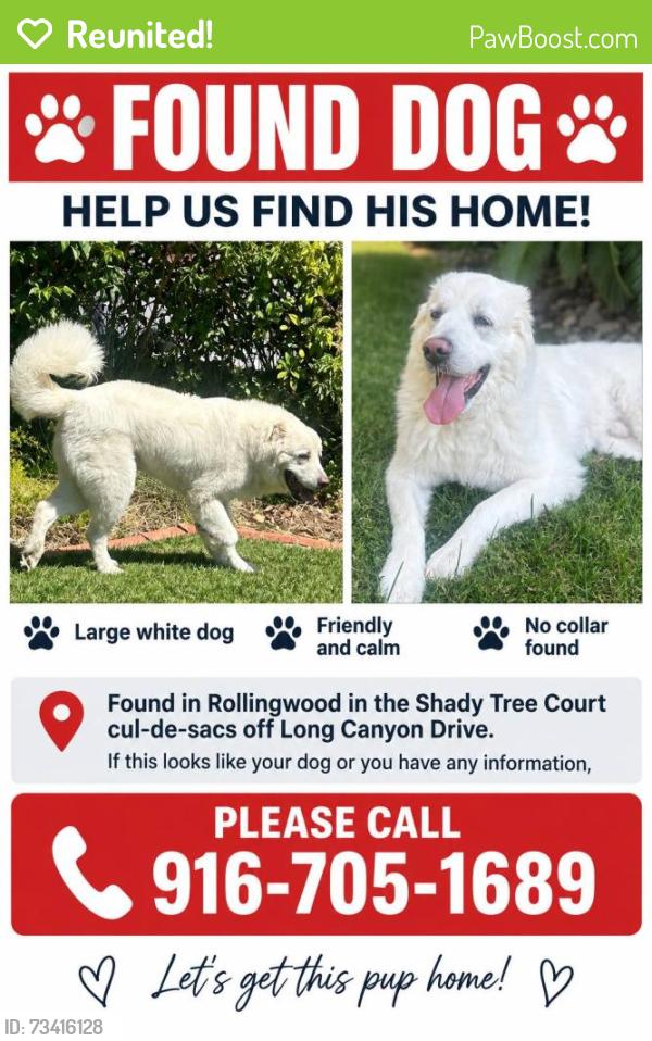 Reunited Male Dog last seen Rollingwood: Long Canyon Drive/Shady Tree Court, Fair Oaks, CA 95628