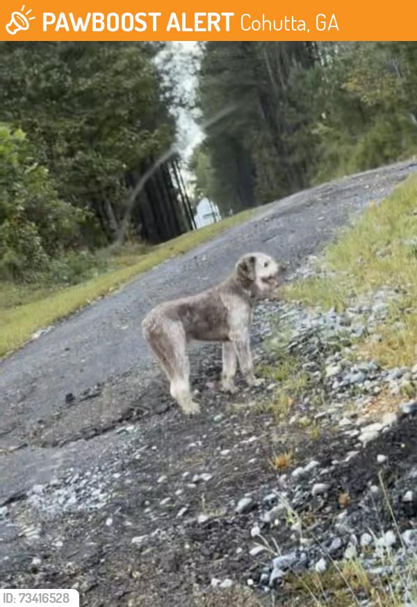 Found/Stray Unknown Dog last seen By hatchery in cohutta!, Cohutta, GA 30710