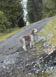 Found/Stray Unknown Dog last seen By hatchery in cohutta!, Cohutta, GA 30710