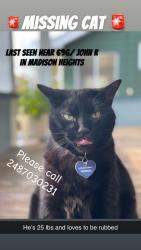Lost Male Cat last seen John r and 10 mile, Madison Heights, MI 48071