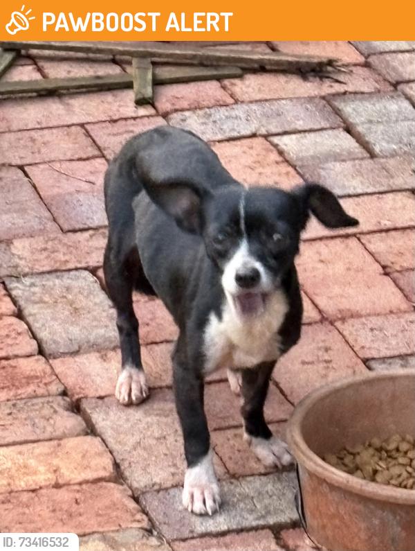 Found/Stray Female Dog last seen Standings Springs and Southwood Drive, Greenville County, SC 29605