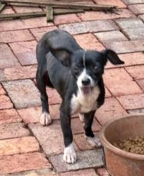 Found/Stray Female Dog last seen Standings Springs and Southwood Drive, Greenville County, SC 29605