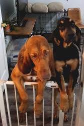 Lost Female Dog last seen 29th and Sunnylane Drive, Del City, OK 73115