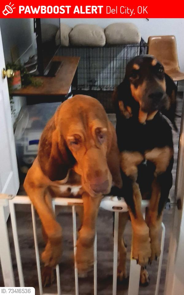 Lost Female Dog last seen 29th and Sunnylane Drive, Del City, OK 73115