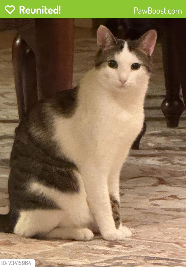 Reunited Male Cat last seen Behind Magnolia, Toms River, NJ 08755