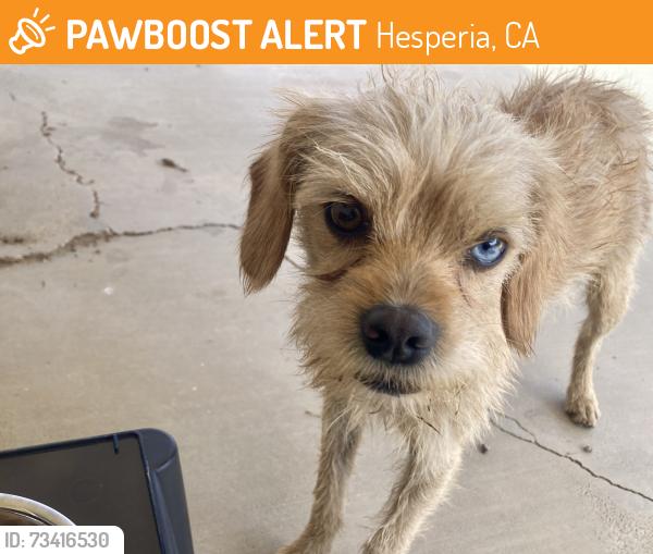 Found/Stray Male Dog last seen Cottonwood and Main, Hesperia, CA 92345