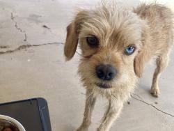 Found/Stray Male Dog last seen Cottonwood and Main, Hesperia, CA 92345