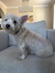 Found/Stray Female Dog last seen Early Dawn Menifee, Menifee, CA 92584