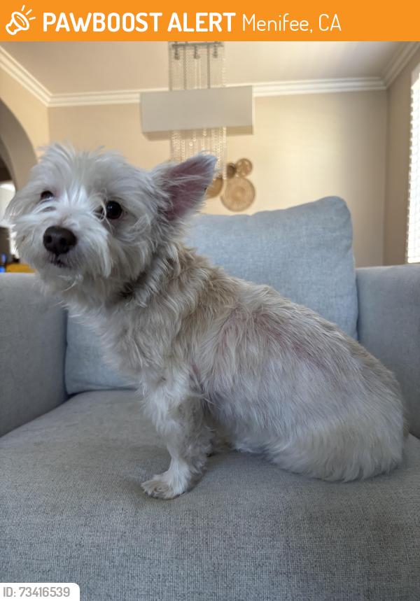Found/Stray Female Dog last seen Early Dawn Menifee, Menifee, CA 92584