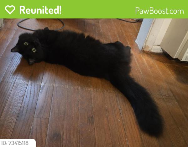 Reunited Female Cat last seen Near n grove dr., Beverly Hills, Beverly Hills, CA 90211