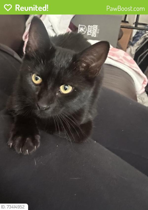 Reunited Unknown Cat last seen Cravath Ct, West Covina, CA 91792, USA, West Covina, CA 91792