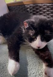 Reunited Male Cat last seen Near Biscayne Ct, New Port Richey, FL 34652, New Port Richey, FL 34652