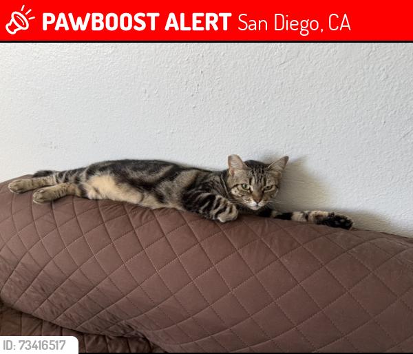 Lost Female Cat last seen 43rd st. and Delta st, San Diego, CA 92113