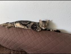 Lost Female Cat last seen 43rd st. and Delta st, San Diego, CA 92113