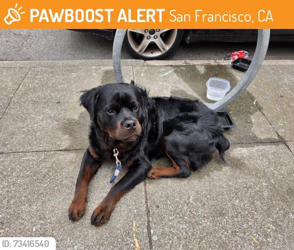 Found/Stray Male Dog last seen Golden gate park, San Francisco, CA 941183713