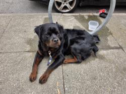 Found/Stray Male Dog last seen Golden gate park, San Francisco, CA 941183713