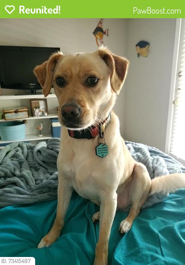 Reunited Female Dog last seen Azalea Park apmts on Dunwoody Place, Sandy Springs, GA 30350