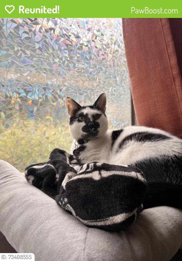 Reunited Male Cat last seen Near F St, Sacramento, CA 95816, USA, Sacramento, CA 95816