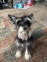 Lost Female Dog last seen Near van nuys blvd, Los Angeles, CA 91331