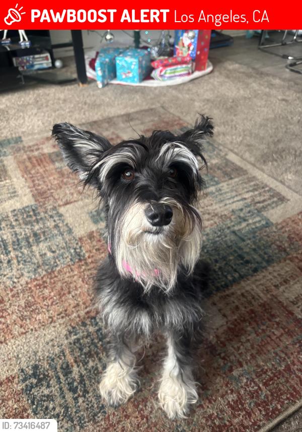 Lost Female Dog last seen Near van nuys blvd, Los Angeles, CA 91331