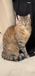 Lost Female Cat last seen Area between 51st / Whitemud and 111th - 119th street, Edmonton, AB 