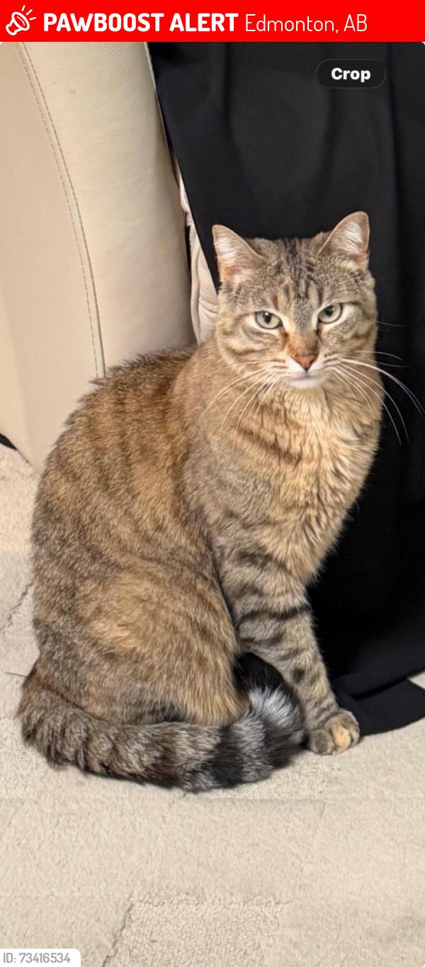 Lost Female Cat last seen Area between 51st / Whitemud and 111th - 119th street, Edmonton, AB 