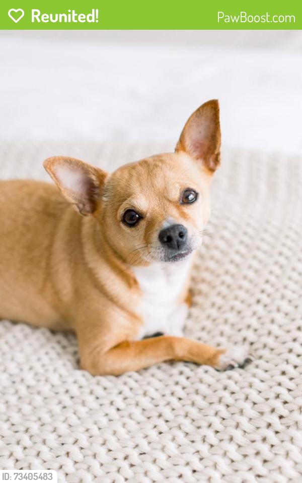 Reunited Female Dog last seen Western between Katella and Garden Grove, Stanton, CA 90680