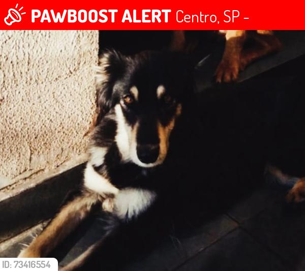 Lost Female Dog last seen Av Santo Antonio, Centro, SP 06018-050