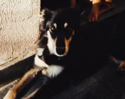 Lost Female Dog last seen Av Santo Antonio, Centro, SP 06018-050