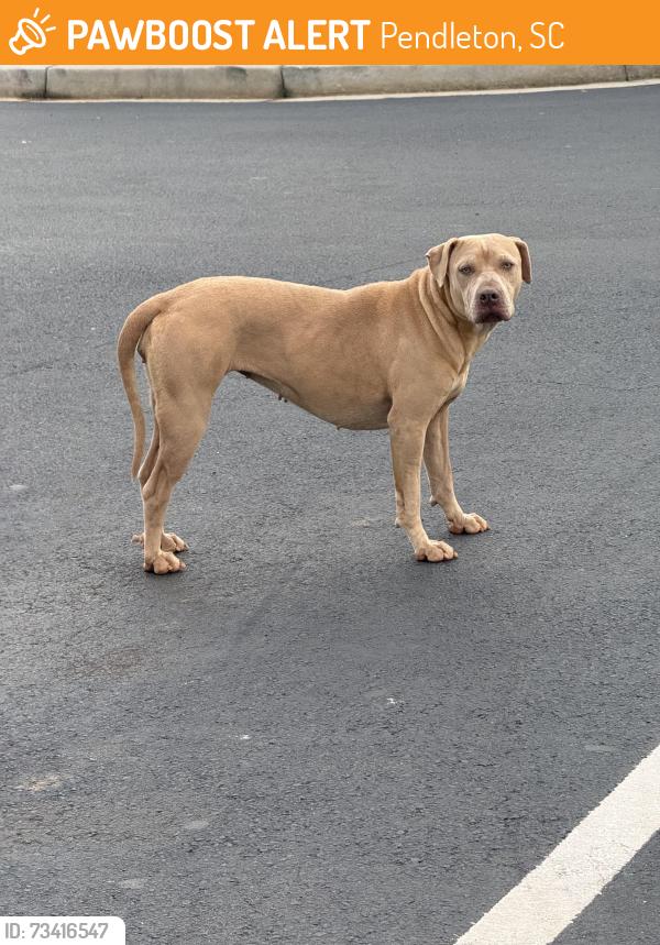 Found/Stray Female Dog last seen Little Caesars, Pendleton, SC 29670