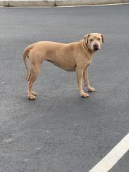Found/Stray Female Dog last seen Little Caesars, Pendleton, SC 29670