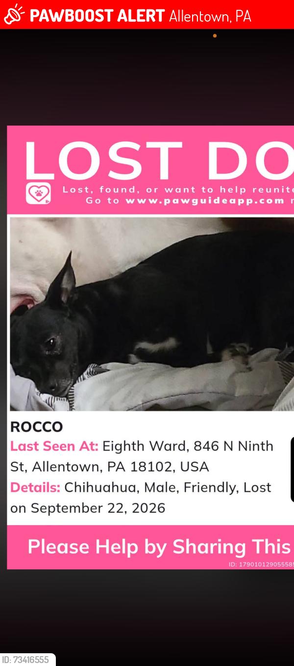 Lost Male Dog last seen 12th and chew st, Allentown, PA 18102