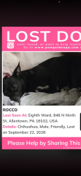 Lost Male Dog last seen 12th and chew st, Allentown, PA 18102