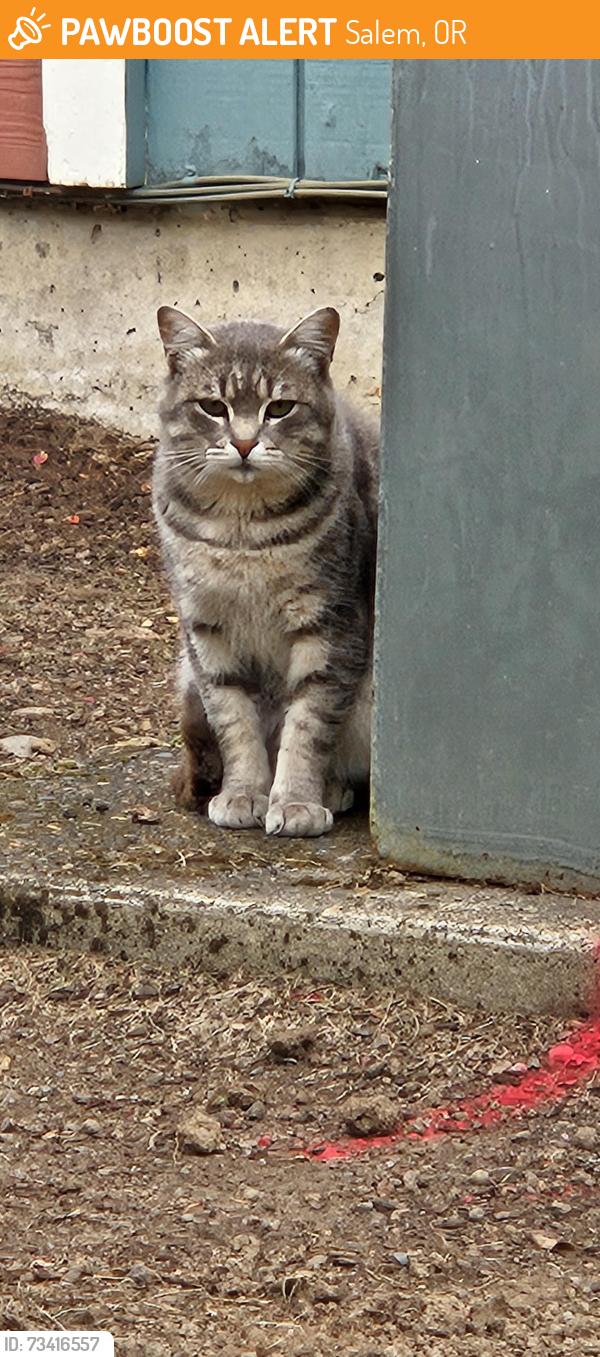 Found/Stray Unknown Cat last seen Near Lee Street SE Apt 2, Salem, OR 97301