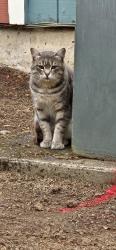 Found/Stray Unknown Cat last seen Near Lee Street SE Apt 2, Salem, OR 97301