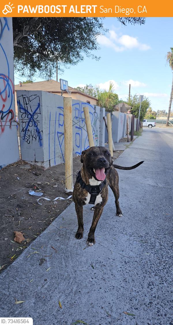 Found/Stray Male Dog last seen Behind the 43rd Wash and Wax, San Diego, CA 92113