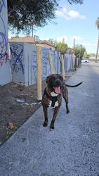 Found/Stray Male Dog last seen Behind the 43rd Wash and Wax, San Diego, CA 92113