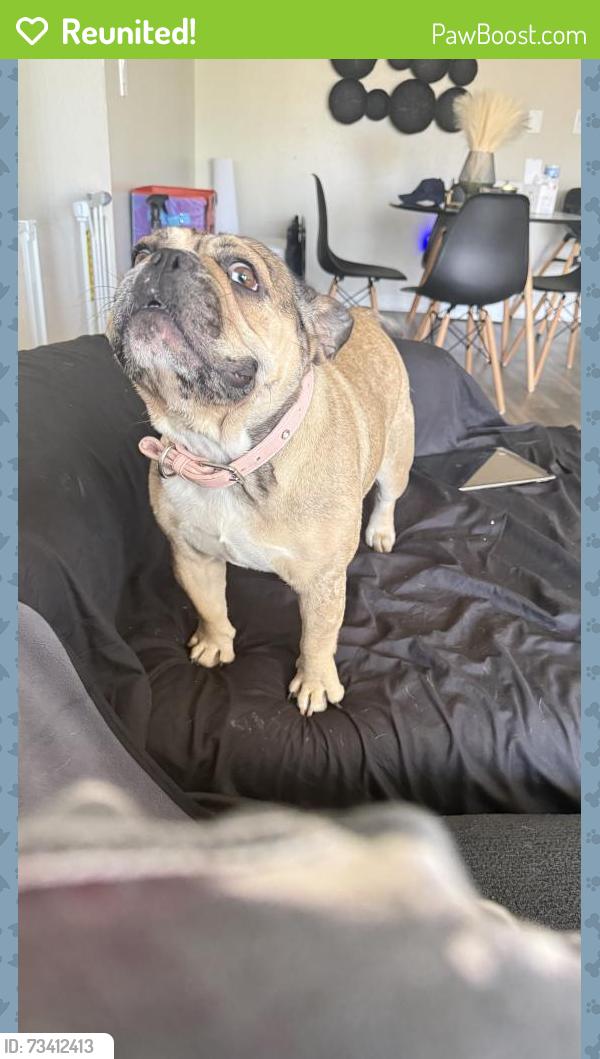 Reunited Female Dog last seen Near Barton Rd, Redlands, CA 92373