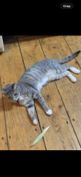 Reunited Female Cat last seen Sleepy hollow road, fox run terrace, southwind way, Sundance road, Dartmouth, MA 02747