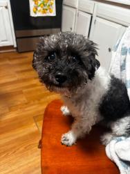 Lost Male Dog last seen West hickory park, Hickory, NC 28602