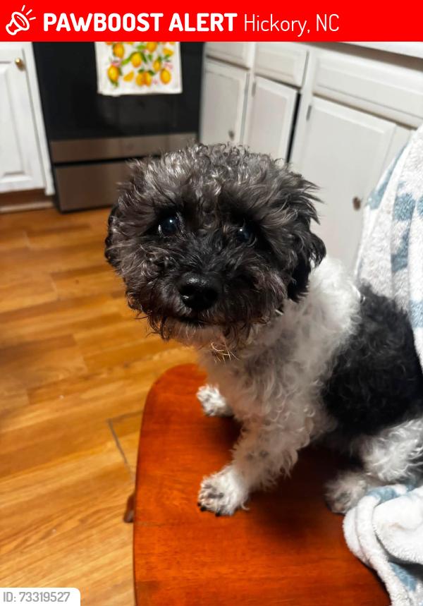 Lost Male Dog last seen West hickory park, Hickory, NC 28602