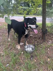 Reunited Female Dog last seen Sylvan Rd, East Point, GA 30344