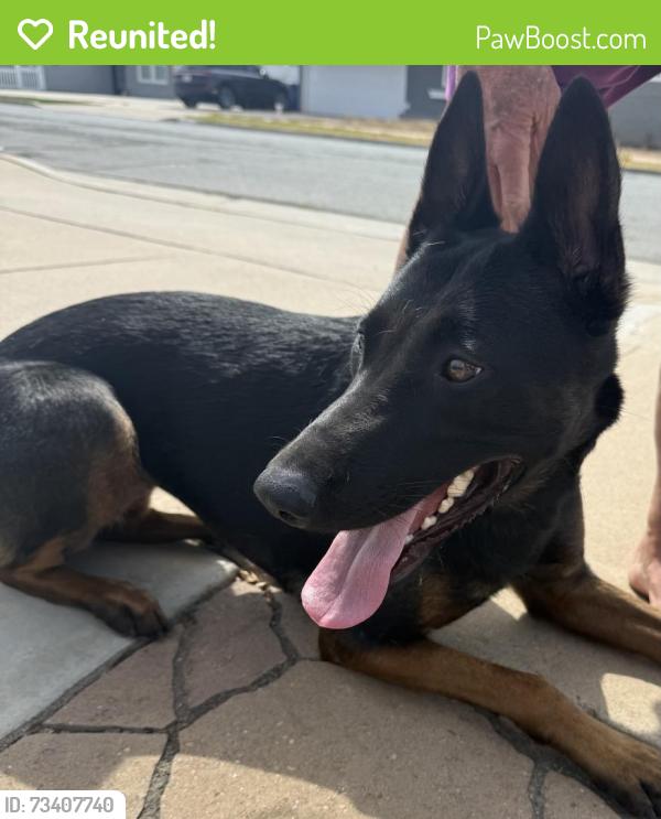 Reunited Female Dog last seen Melody Lane, El Cajon, CA 92019