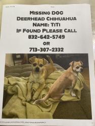 Lost Unknown Dog last seen Beryl st 77074, Houston, TX 77081