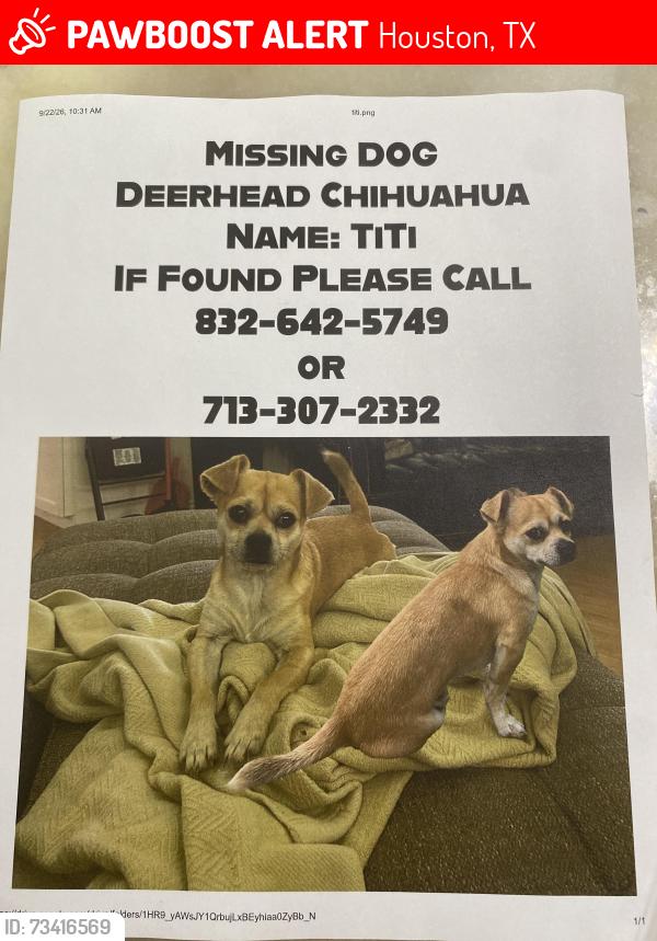 Lost Unknown Dog last seen Beryl st 77074, Houston, TX 77081