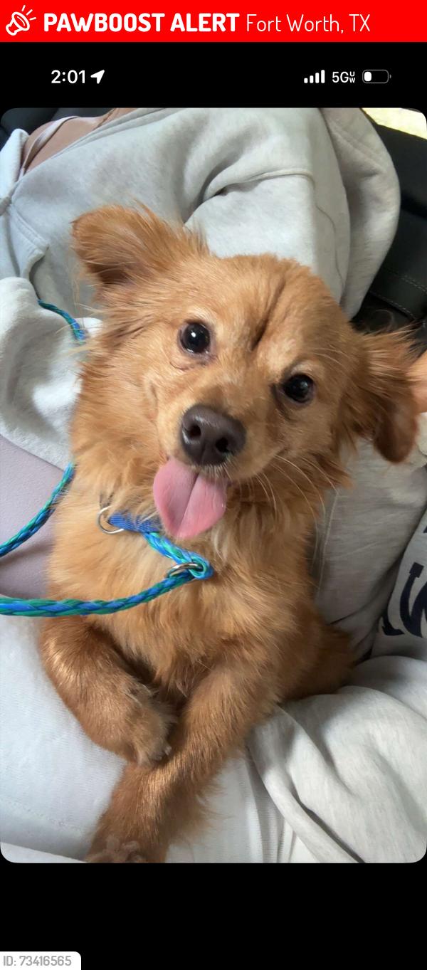 Lost Male Dog last seen Mccart, Fort Worth, TX 76104