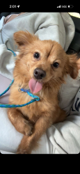 Lost Male Dog last seen Mccart, Fort Worth, TX 76104