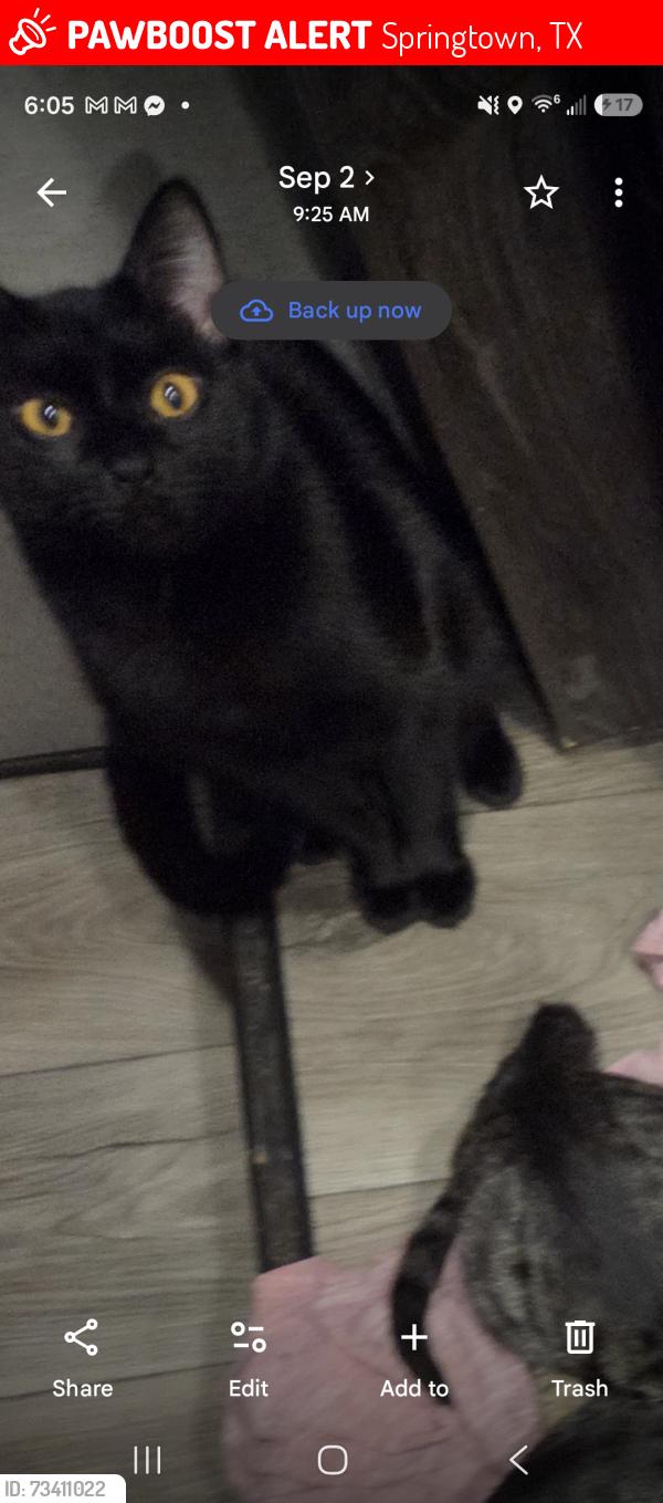 Lost Male Cat last seen Near 199, Springtown, TX 76082