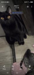 Lost Male Cat last seen Near 199, Springtown, TX 76082